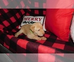 Small Photo #4 Labrador Retriever Puppy For Sale in NEENAH, WI, USA