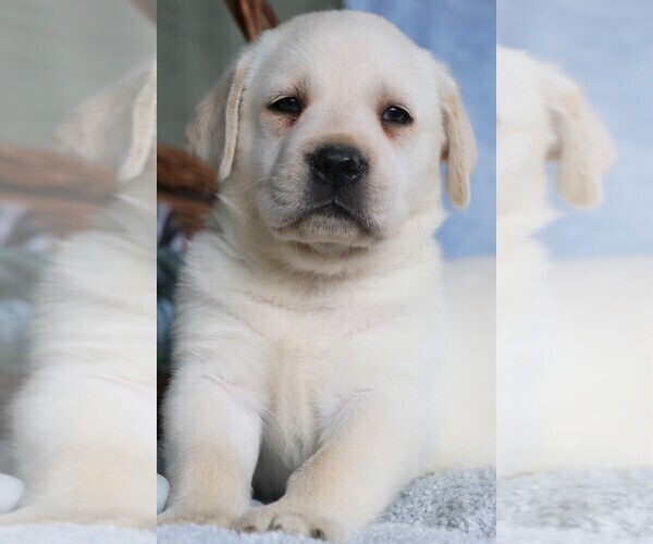 Medium Photo #6 Labrador Retriever Puppy For Sale in SYRACUSE, IN, USA