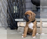 Small Photo #2 Boxer Puppy For Sale in CANTON, GA, USA