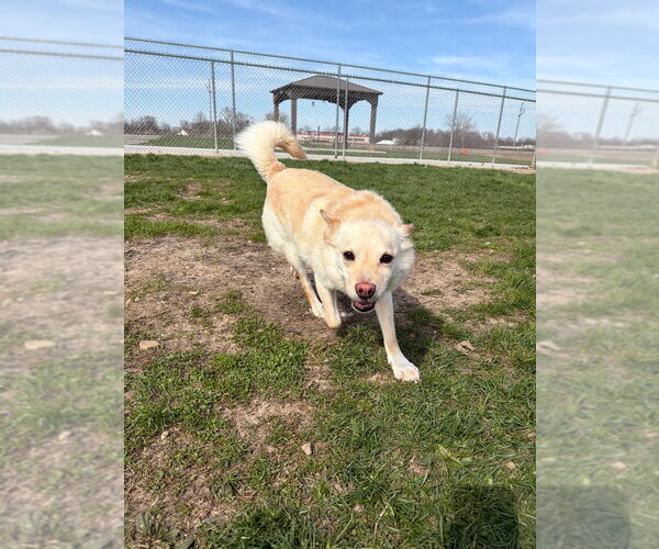 Medium Photo #4 Pomsky Puppy For Sale in Pierceton , IN, USA