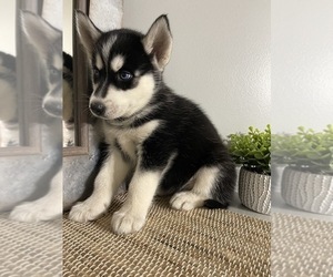 Siberian Husky Puppy for sale in FALMOUTH, VA, USA
