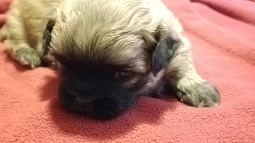 Medium Photo #7 Zuchon Puppy For Sale in MERRIAM, KS, USA