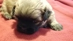 Small Photo #7 Zuchon Puppy For Sale in MERRIAM, KS, USA