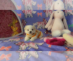 Puppy Pooh bear Maltese