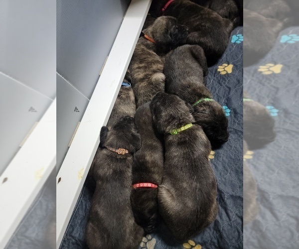 Medium Photo #6 Mastiff Puppy For Sale in VANDALIA, IL, USA