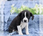 Small #3 Boston Terrier-Cock-A-Poo Mix