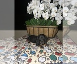 Puppy Black and Tan F Dachshund