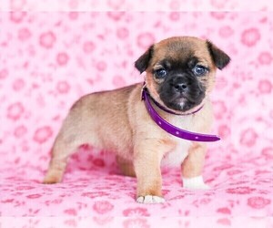 Jug Puppy for sale in LIBERTY, KY, USA