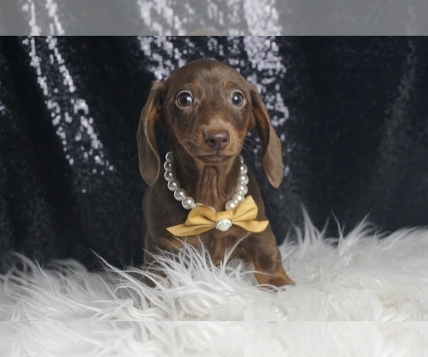 Medium Photo #2 Dachshund Puppy For Sale in WARSAW, IN, USA