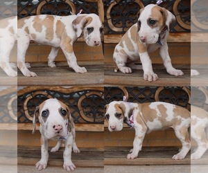 Great Dane Puppy for sale in TYLER, TX, USA