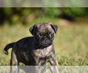 Pug Puppy for sale in PALM COAST, FL, USA