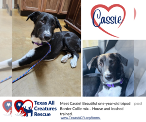 Border Collie-Unknown Mix Dogs for adoption in Lillian, TX, USA