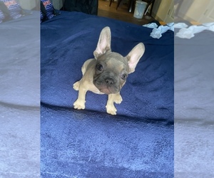 French Bulldog Puppy for sale in MODESTO, CA, USA