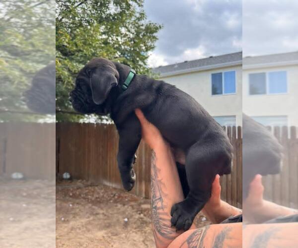 Medium Photo #1 Cane Corso Puppy For Sale in COLORADO SPRINGS, CO, USA