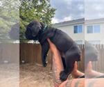 Small Photo #2 Cane Corso Puppy For Sale in COLORADO SPRINGS, CO, USA