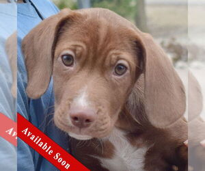 Bagle Hound Dogs for adoption in Huntley, IL, USA