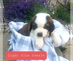 Puppy Lt blue collar Saint Bernard