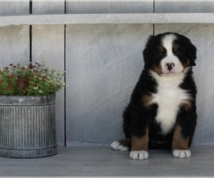 Bernese Mountain Dog Puppy for sale in FREDERICKSBURG, OH, USA