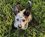 Puppy Comet Cowgirl Australian Cattle Dog