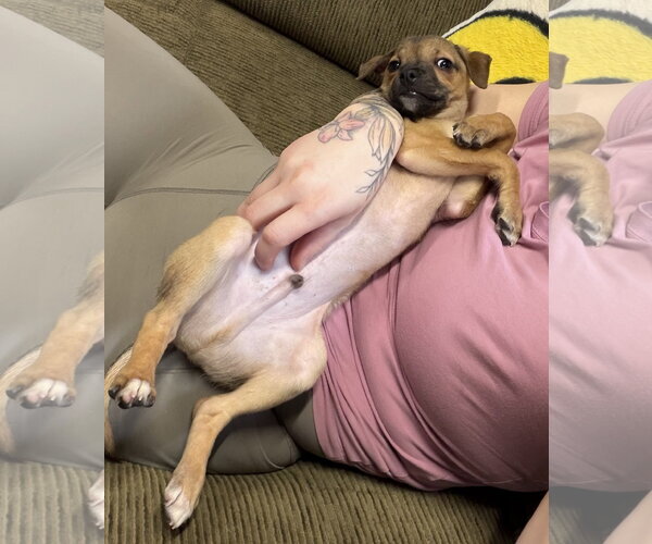 Medium Photo #10 Bulldog-Chihuahua Mix Puppy For Sale in North Royalton, OH, USA