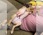 Small #9 Bulldog-Chihuahua Mix