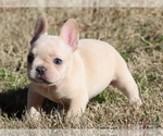 Puppy Pinkie French Bulldog