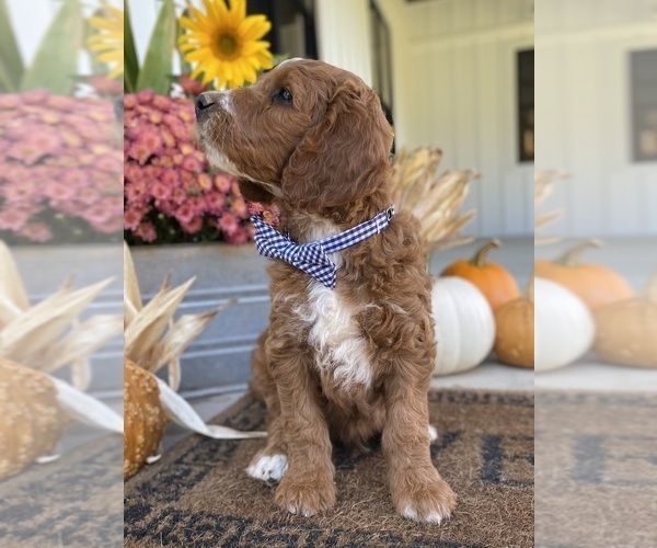 Medium Photo #3 Irish Doodle Puppy For Sale in WOOSTER, OH, USA
