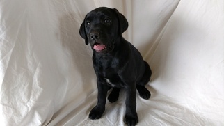 Labrador Retriever-Unknown Mix Puppy for sale in CITRUS HEIGHTS, CA, USA