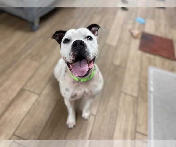 Medium Photo #4 American Pit Bull Terrier-Unknown Mix Puppy For Sale in Rowlett, TX, USA