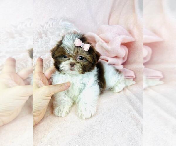 Medium Photo #9 Shih Tzu Puppy For Sale in TAMPA, FL, USA