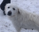 Small Photo #2 Great Pyrenees-Newfoundland Mix Puppy For Sale in BREWSTER, WA, USA