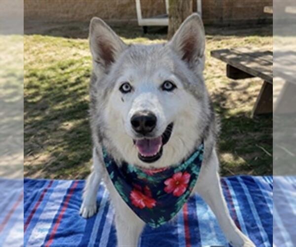 Medium Photo #2 Siberian Husky Puppy For Sale in Orange, CA, USA