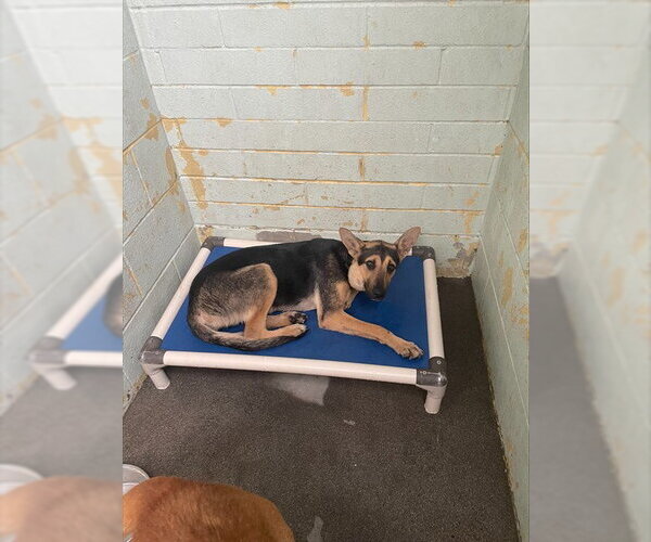 Medium Photo #1 German Shepherd Dog Puppy For Sale in Stockton, CA, USA