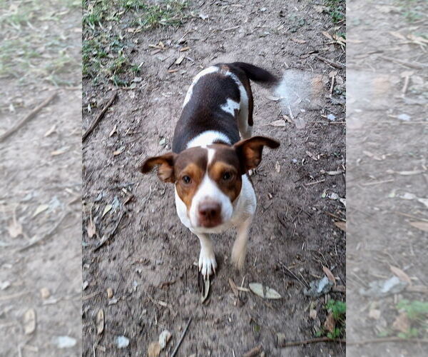 Medium Photo #1 Beagle-Unknown Mix Puppy For Sale in Missouri City, TX, USA