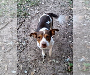 Beagle-Unknown Mix Dogs for adoption in Missouri City, TX, USA