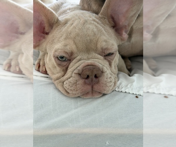 Medium Photo #19 French Bulldog Puppy For Sale in ARVERNE, NY, USA
