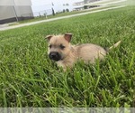 Small #9 Cairn Terrier