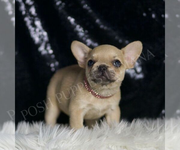 Medium Photo #2 French Bulldog Puppy For Sale in WARSAW, IN, USA