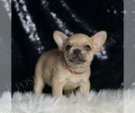 Small #1 French Bulldog