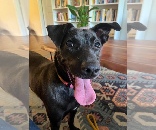 Medium Photo #4 Labrador Retriever Puppy For Sale in Holly Springs, NC, USA