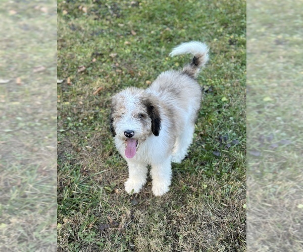 Medium Photo #1 Bernedoodle Puppy For Sale in CAMDEN, OH, USA