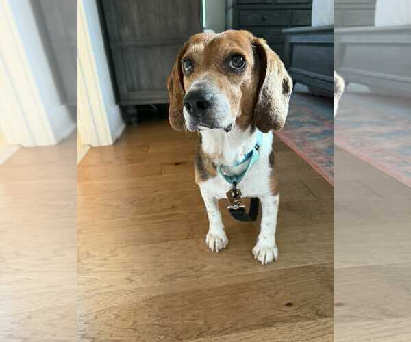 Medium Photo #5 Beagle Puppy For Sale in Dunnellon, FL, USA