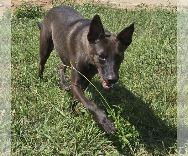 Medium Photo #4 Mutt Puppy For Sale in Jackson, MS, USA