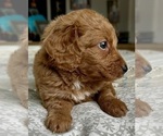 Small Photo #30 Goldendoodle (Miniature) Puppy For Sale in PENSACOLA, FL, USA