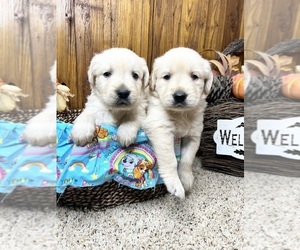 Golden Retriever Puppy for sale in NEOLA, WV, USA