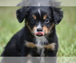 Small #5 Miniature American Shepherd