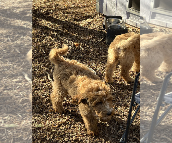 Full screen Photo #1 Goldendoodle Puppy For Sale in HARRISONVILLE, MO, USA
