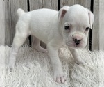 Small #7 Boxer