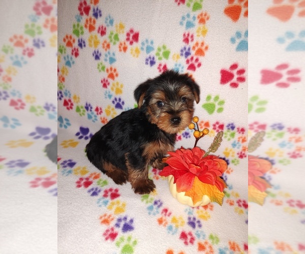 Medium Photo #1 Yorkshire Terrier Puppy For Sale in LAPEER, MI, USA