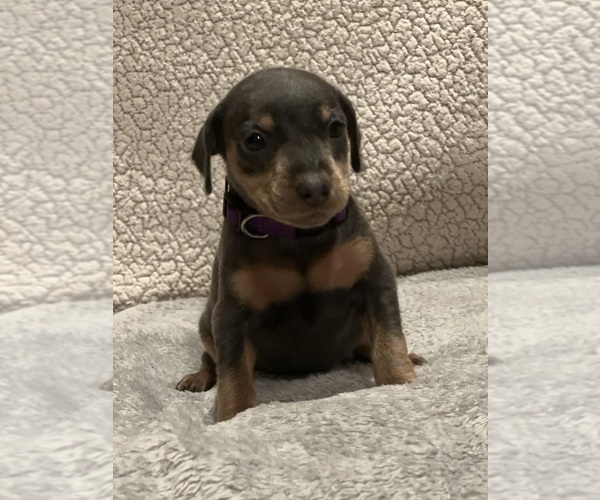 Medium Photo #5 Miniature Pinscher Puppy For Sale in HAWAIIAN GARDENS, CA, USA